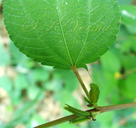  Leaf with one deflexed tail